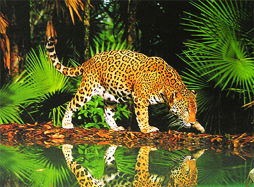 Леопард у воды Пазл, 1000 элементов Серия: Animal collection инфо 1863e.