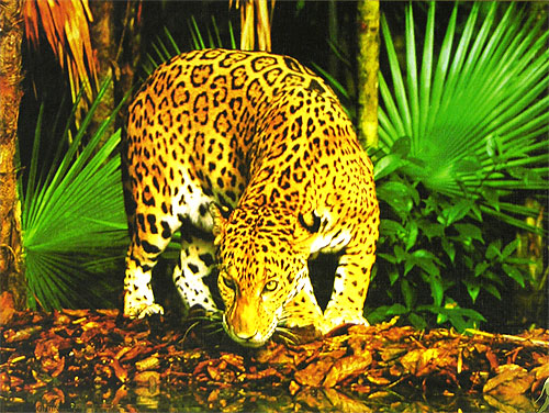 Леопард Пазл, 1500 элементов Серия: Animal collection инфо 1954e.