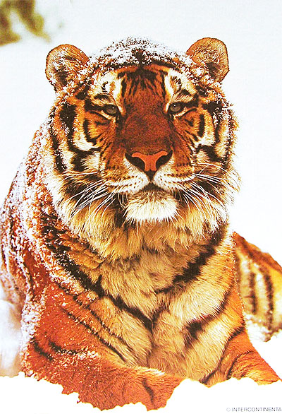 Тигр на снегу Пазл 1000 элементов Серия: Animal collection инфо 4539e.